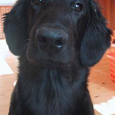 Flat coated retriever Chili