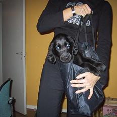 Flat coated retriever Chili