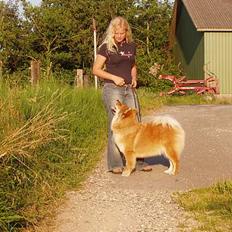 Eurasier Sund Stamms Zenora Znekla