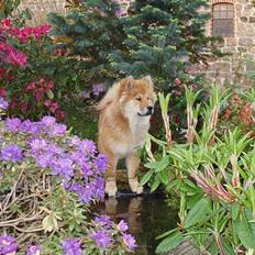 Eurasier Sund Stamms Zenora Znekla