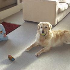 Golden retriever zenko