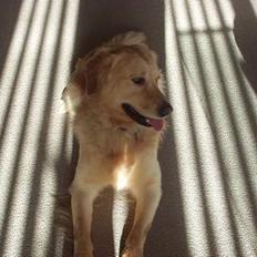 Golden retriever zenko