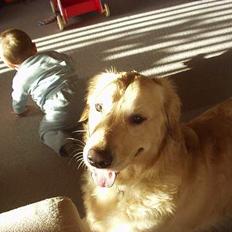 Golden retriever zenko