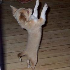 Chihuahua Bailey