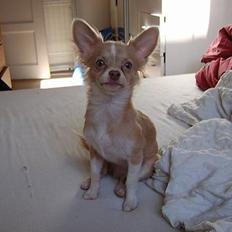 Chihuahua Bailey