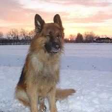 Schæferhund Lille Noller Mad Max