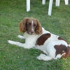 Engelsk springer spaniel jill