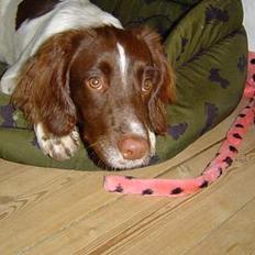 Engelsk springer spaniel jill