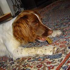 Engelsk springer spaniel jill