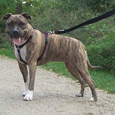 Amerikansk staffordshire terrier Gucci
