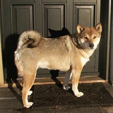 Shiba Shiba