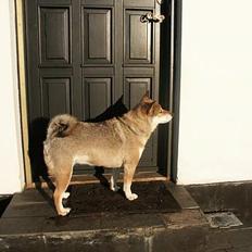 Shiba Shiba