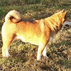 Shiba Shiba