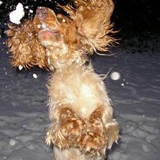 Cocker spaniel Vaks 16./5.