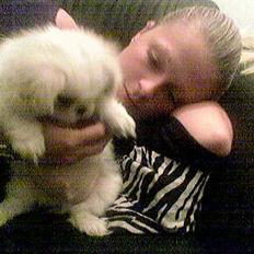Pekingeser teddi