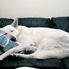 Hvid schæfer *Angelina*