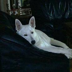 Hvid schæfer Arco of Bright White