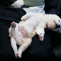 Hvid schæfer Arco of Bright White