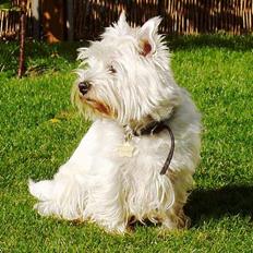 West highland white terrier Chablis
