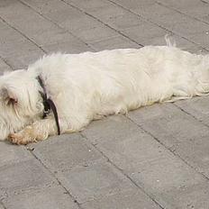West highland white terrier Chablis
