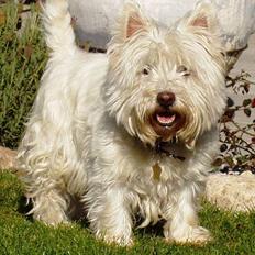 West highland white terrier Kenzo