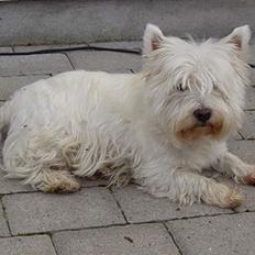 West highland white terrier Kenzo