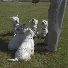 West highland white terrier Kenzo