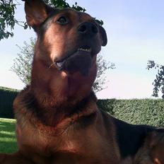 Blanding af racer (Rottweiler) Bølle