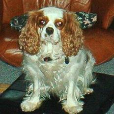 Cavalier king charles spaniel Mille
