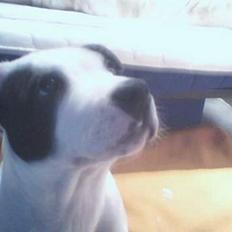 Staffordshire bull terrier Taico