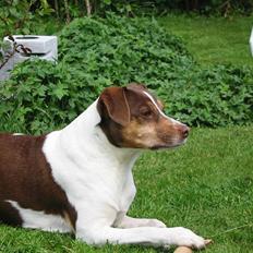 Dansk svensk gaardhund tjalfe