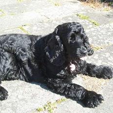 Cocker spaniel Mille