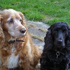 Cocker spaniel Mille