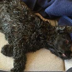 Cocker spaniel Mille