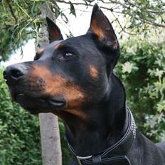 Dobermann Tarzan