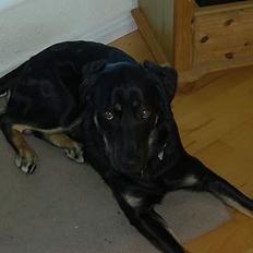 Blanding af racer Vax