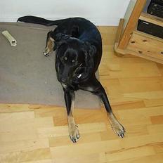 Blanding af racer Vax