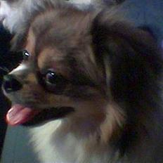 Blanding af racer Gizmo