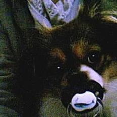 Blanding af racer Gizmo