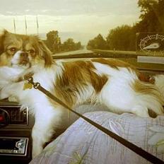 Blanding af racer Gizmo