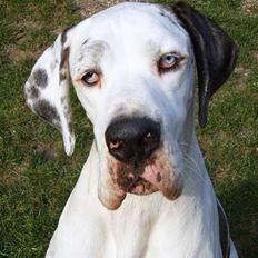 Grand danois Mona himmelhund