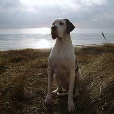 Grand danois Mona himmelhund