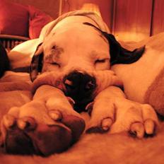 Grand danois Mona himmelhund