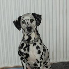 Dalmatiner Sussi
