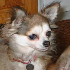 Chihuahua Ronja ¤RIP¤