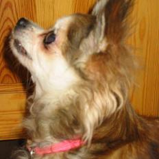 Chihuahua Ronja ¤RIP¤