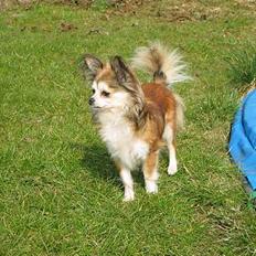 Chihuahua Ronja ¤RIP¤