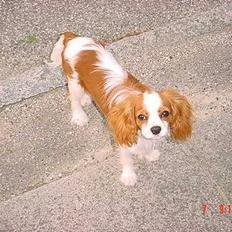 Cavalier king charles spaniel Zimba & Cirkeline