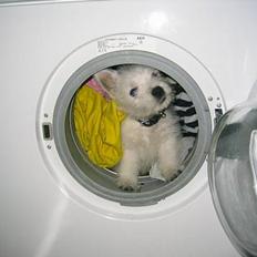 West highland white terrier Junior