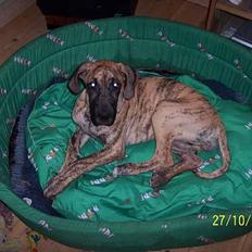 Grand danois Kørup´s Anastacia 